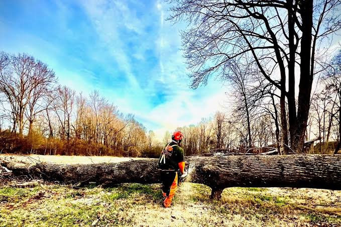 6 Essential Resources For Safe Tree Removal On Steep, Wooded Habersham County Lot